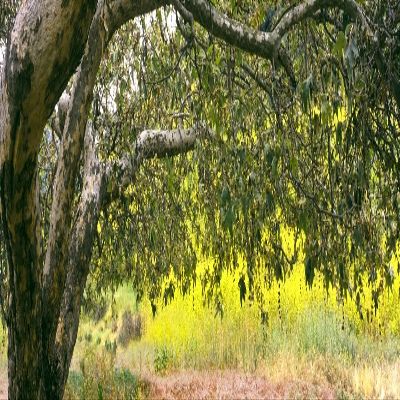 Posterazzi PPI166372L Sycamore Tree in Mustard Field in Spring Clemente Canyon San Diego County California USA Poster Print, 36 x 12