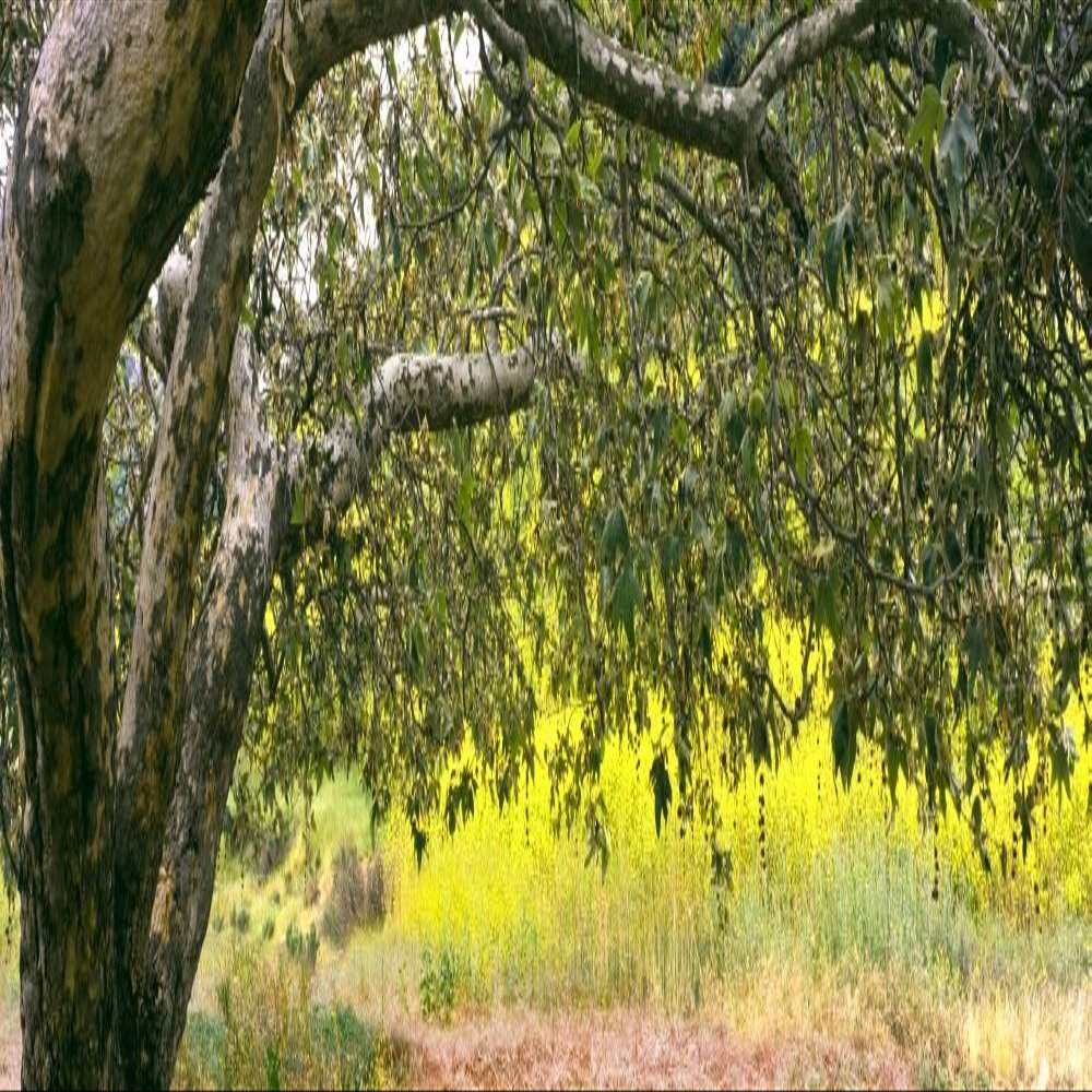 Posterazzi PPI166372L Sycamore Tree in Mustard Field in Spring Clemente Canyon San Diego County California USA Poster Print, 36 x 12