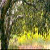 Posterazzi PPI166372L Sycamore Tree in Mustard Field in Spring Clemente Canyon San Diego County California USA Poster Print, 36 x 12 view 1