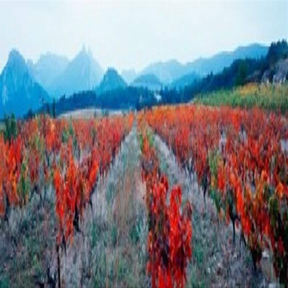 Posterazzi PPI137757L Vineyards in The Late Afternoon Autumn Light Provence-Alpes-Cote d'Azur France Poster Print, 36 x 13