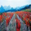 Posterazzi PPI137757L Vineyards in The Late Afternoon Autumn Light Provence-Alpes-Cote d'Azur France Poster Print, 36 x 13 view 1