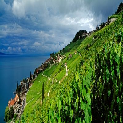 Posterazzi PPI167414LARGE Vineyards and The Town of Rivaz Lavaux-Oron Vaud Canton Switzerland Poster Print, 12 x 36