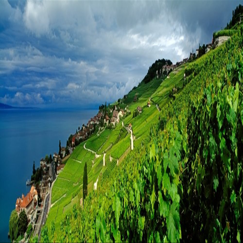 Posterazzi PPI167414LARGE Vineyards and The Town of Rivaz Lavaux-Oron Vaud Canton Switzerland Poster Print, 12 x 36