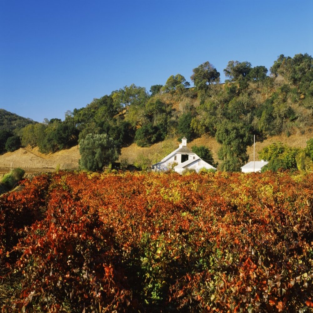 Posterazzi PPI148393L Winery in a vineyard Pagani Ranch Sonoma California USA Poster Print, 28 x 22