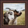 Poster Palooza 11x11 Traditional Walnut Complete Wood Square Picture Frame with UV Acrylic Plexiglass, Foam Board Backing & Hardware Included view 4