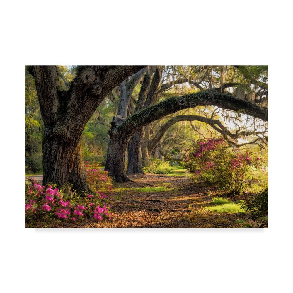 Trademark Fine Art WAG04850-C1624GG Under The Live Oaks I by Danny Head, 16x24,