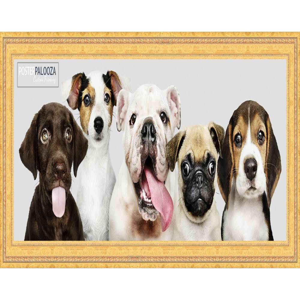 Poster Palooza 13.5x40 Traditional Gold Complete Wood Panoramic Frame with UV Acrylic Plexiglass, Foam Board Backing & Hardware Included