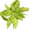 Factory Direct Craft Light Green Glittered Velvet Poinsettia Spray view 1
