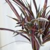 Factory Direct Craft Green and Purple Artificial Spider Plant Bush - Fake Houseplant for Long Lasting Everyday Home Decor (19 Inches) view 3