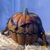 Animated Pop-Up Jack-o'-Lantern Halloween Decoration and Prop, 11 3/4" W x 9" L x 10 1/4" H, by Tekky Toys view 2
