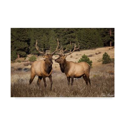Trademark Fine Art Elk Study IV by David Drost, 16x24