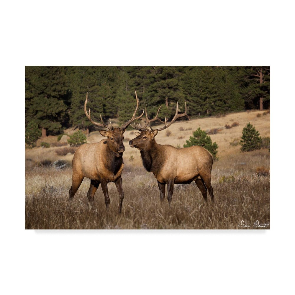 Trademark Fine Art Elk Study IV by David Drost, 16x24