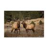 Trademark Fine Art Elk Study IV by David Drost, 16x24 view 1