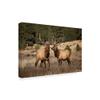 Trademark Fine Art Elk Study IV by David Drost, 16x24 view 2
