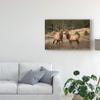 Trademark Fine Art Elk Study IV by David Drost, 16x24 view 3