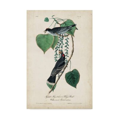 Trademark Fine Art Flycatcher and King Bird by John James Audubon, 22x32