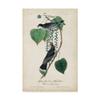 Trademark Fine Art Flycatcher and King Bird by John James Audubon, 22x32 view 1
