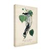 Trademark Fine Art Flycatcher and King Bird by John James Audubon, 22x32 view 2
