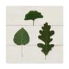 Trademark Fine Art Leaf Chart III Shiplap by Wild Apple Portfolio, 24x24 view 1