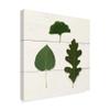 Trademark Fine Art Leaf Chart III Shiplap by Wild Apple Portfolio, 24x24 view 2