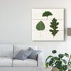 Trademark Fine Art Leaf Chart III Shiplap by Wild Apple Portfolio, 24x24 view 3