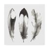 Trademark Fine Art Watercolor Feathers II by Grace Popp, 24x24 view 1
