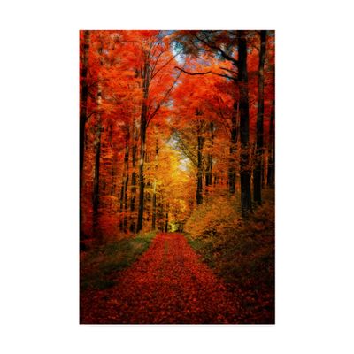 Trademark Fine Art Forest Garden by Philippe Sainte-Laudy, 16x24
