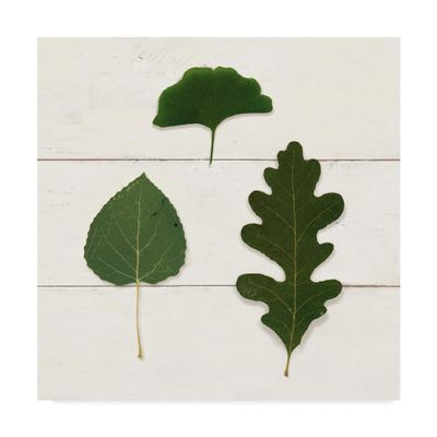 Trademark Fine Art Leaf Chart III Shiplap by Wild Apple Portfolio, 14x14
