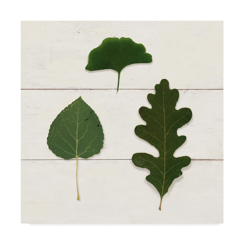 Trademark Fine Art Leaf Chart III Shiplap by Wild Apple Portfolio, 14x14