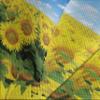 Ambesonne Sunflower Bedspread Set, Fresh Sunflowers Field Under Clear Sky Clouds Countryside Farm Picture, 3 Piece Decorative Bedding Coverlet and 2 Pillow Shams, Twin Size, Blue Green Yellow view 3