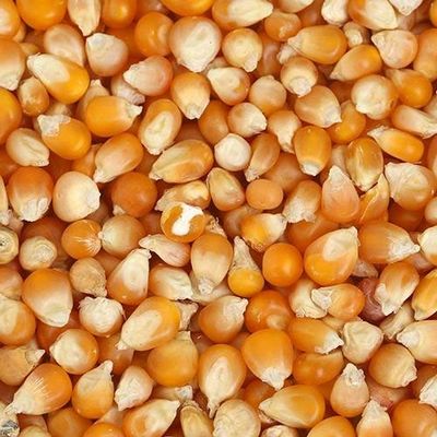 Planet 007 Pop Corn Kernels 400 Gram