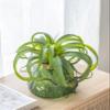 A & B Home 11.8 in W Green Plastic Indoor Outdoor Faux Green Spider Plant Stem, Home Accent Dcor view 3