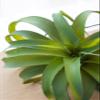 A & B Home 11.8 in W Green Plastic Indoor Outdoor Faux Green Spider Plant Stem, Home Accent Dcor view 4