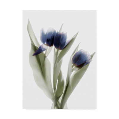 Trademark Fine Art Xray Tulip IX by Judy Stalus, 35x47