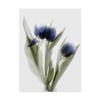 Trademark Fine Art Xray Tulip IX by Judy Stalus, 35x47 view 1