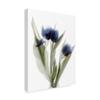 Trademark Fine Art Xray Tulip IX by Judy Stalus, 35x47 view 2