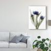 Trademark Fine Art Xray Tulip IX by Judy Stalus, 35x47 view 3