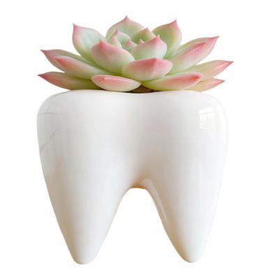 Cuteforyou Cute Tooth Shaped Ceramic Succulent Cactus Flower Pot-Plants Not Included (3.95" White)