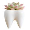 Cuteforyou Cute Tooth Shaped Ceramic Succulent Cactus Flower Pot-Plants Not Included (3.95" White) view 1