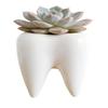 Cuteforyou Cute Tooth Shaped Ceramic Succulent Cactus Flower Pot-Plants Not Included (3.95" White) view 2