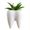 Cuteforyou Cute Tooth Shaped Ceramic Succulent Cactus Flower Pot-Plants Not Included (3.95" White) view 3