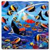 16 X 24 Satin Metal Sign - Angel Fish view 1