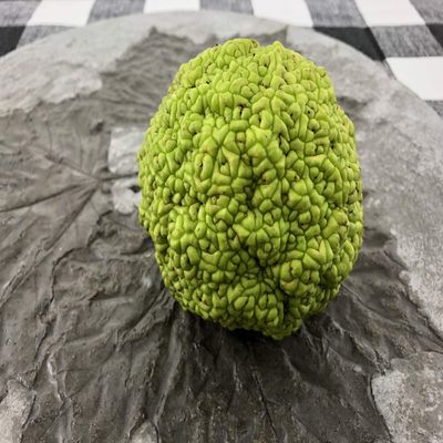 Concrete Resurrection Hand Crafted, Made in USA Cement Decorative Hedge Apples Pomifera, Hedge Balls, Osage Oranges, Home Decor (3)