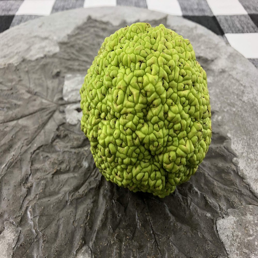 Concrete Resurrection Hand Crafted, Made in USA Cement Decorative Hedge Apples Pomifera, Hedge Balls, Osage Oranges, Home Decor (3)