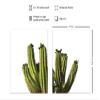 Saguaro Cactus Wall Art, Photo Set  Unique 8x10 Desert Posters for Living Room, Bedroom, Arizona, Utah, Nevada Home, Office, Apartment - Wall Decor Gift for Nature Lover  Unframed Picture Prints view 2