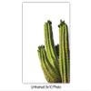 Saguaro Cactus Wall Art, Photo Set  Unique 8x10 Desert Posters for Living Room, Bedroom, Arizona, Utah, Nevada Home, Office, Apartment - Wall Decor Gift for Nature Lover  Unframed Picture Prints view 3