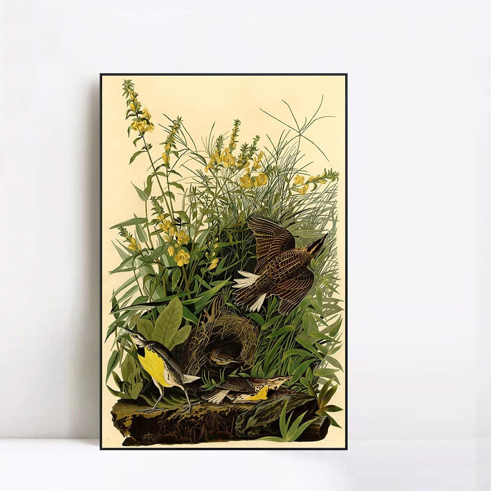 INVIN ART Framed Canvas Giclee Print Meadow Lark by John James Audubon Wall Art Living Room Home Office Decorations(Black Slim Frame,20"x28")