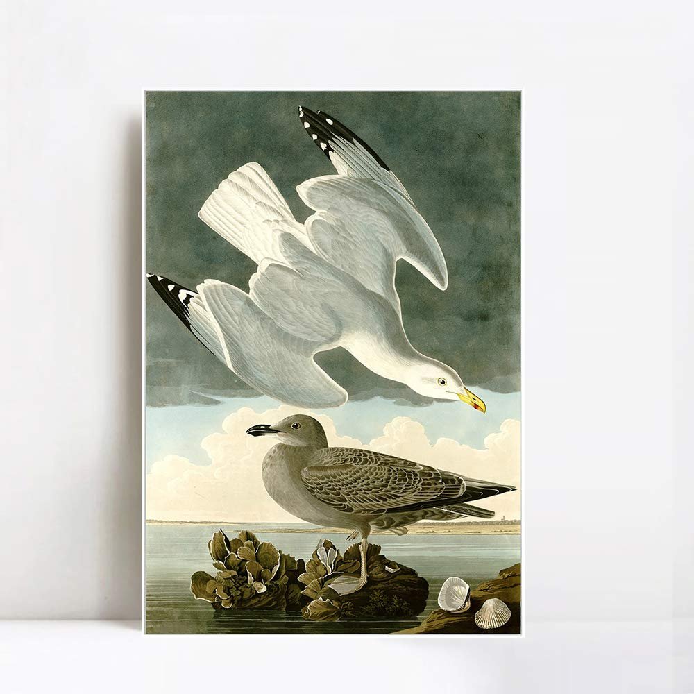 INVIN ART Framed Canvas Giclee Print Herring Gull by John James Audubon Wall Art Living Room Home Office Decorations(White Slim Frame,20"x28")