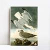 INVIN ART Framed Canvas Giclee Print Herring Gull by John James Audubon Wall Art Living Room Home Office Decorations(White Slim Frame,20"x28") view 1