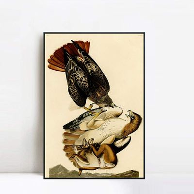 INVIN ART Framed Canvas Giclee Print Red tailed Hawk by John James Audubon Wall Art Living Room Home Office Decorations(Black Slim Frame,20"x28")
